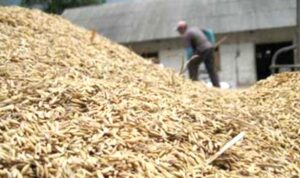 harga gabah turun rp 4500 per kilogram 800 2024 04 09 095513 0 copy 800x428 1