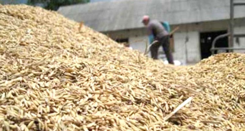 harga gabah turun rp 4500 per kilogram 800 2024 04 09