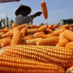 Warga Bulukumba Keluhkan Harga Jagung Hanya Rp2.700 per Kg Dibawa HPP