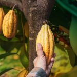 Harga Naik, Kasus Pencurian Biji Kakao Di Bulukumba Marak