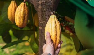 BLOG BANNER Tanaman Kakao 01 1536x1152 copy 800x581
