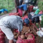 Harga Porang di Bulukumba Turun, Cengkeh Ikut-ikutan