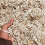 Kabar Gembira, Peluang Bisnis Bulu Ayam Akan Masuk di Bulukumba