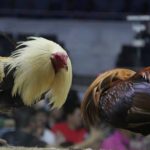 Gerebek Arena Judi Sabung Ayam Di Kindang, Polisi Tak Tangkap Satupun Pelaku