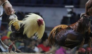 IMG 20250527 161039 copy 800x417