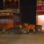 Ingat, Ternak liar Berkeliaran di Jalanan Kota Bulukumba, Pemilik Kena Denda Jutaan Rupiah 