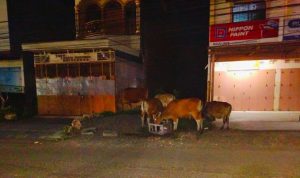 IMG 20250528 165834 copy 800x403