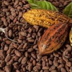 Harga Biji Kakao Meroket Tembus Rp80 Per kilogram, Petani di Bulukumba Bahagia