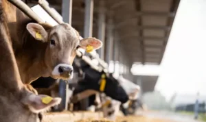 Screenshot 2025 01 05 17 20 31 23 99c04817c0de5652397fc8b56c3b3817 4045990431 copy 800x501