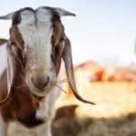Curi Kambing 6 Ekor Di Bulukumba, Seorang Petani Ditangkap Polisi