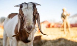 23611 ilustrasi kambing freepik copy 800x448