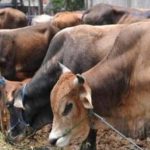 Warga Kecamatan Gantarang Kurban 406 Ekor Sapi Disusul Bontotiro 