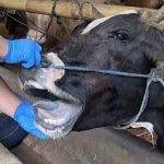 Jelang Idul Adha, Penyakit Mulut dan Kuku Sapi Masih Mewabah Di Bulukumba