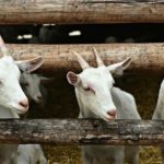 Pelaku Pencurian Enam Ekor Kambing Di Bulukumba Terancam 7 Tahun Penjara