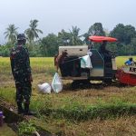 Harga Gabah Kering Tembus Rp7.500 Perkilogram Di Kabupaten Bulukumba 