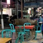 Sapi Kurban Di Bulukumba Lepas Dan Lari Masuk Ke Dalam Warkop, Pengunjung Berhamburan 