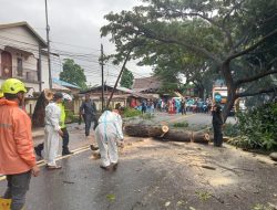 Dua Peristiwa Pohon Tumbang Berhasil Dievakuasi