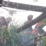 Dua Rumah Warga Di Bulukumba Tertimpa Pohon Tumbang