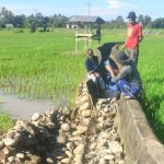 Irigasi Rusak, Puluhan Hektar Sawah Petani Di Rilau Ale Bulukumba Terancam Gagal Panen