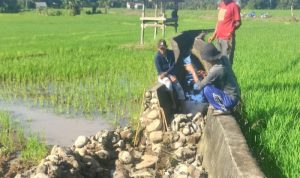 Irigasi Rusak, Puluhan Hektar Sawah Petani Di Rilau Ale Bulukumba Terancam Gagal Panen