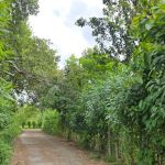 Mengungkap Misteri Jalan “Hantu” di Desa Topanda 