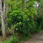 Tanah Subur di Jalan “Hantu” Desa Topanda 