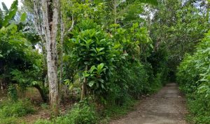 IMG 20250623 171631 copy 800x399