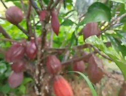 Bibit Kakao MCC 45 Diburu Petani, Diklaim Sudah Berbuah di Umur 1 Tahun 