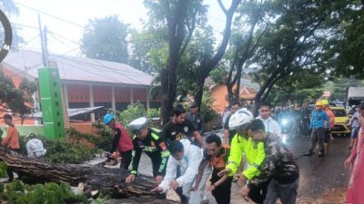 Hari Libur, Anggota Lalulintas di Bulukumba Bantu Evakuasi Pohon Tumbang