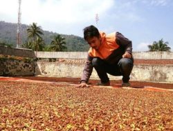 Harga Cengkeh di Bulukumba Tembus Rp115.000 Perkilogram