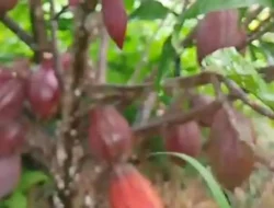 Bibit Kakao MCC 45 Diburu Petani, Diklaim Sudah Berbuah di Umur 1 Tahun 