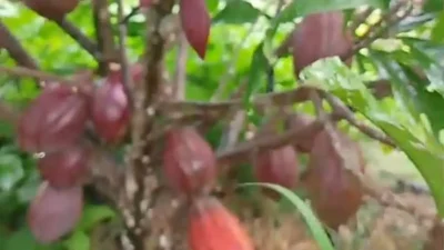 Petani kakao di Bulukumba memburu bibit jenis MCC 45 yang diklaim mampu berbuah dalam waktu 1 tahun.