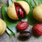 Harga Pala Anjlok Di Bulukumba, Porang Masih Stabil