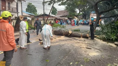 Petugas BPBD Bulukumba dibantu warga mengevakuasi pohon trembesi yang tumbang akibat cuaca ekstrem.