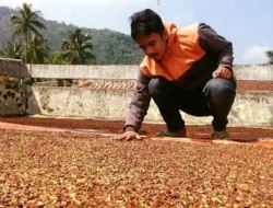 Harga Cengkeh di Bulukumba Tembus Rp115.000 Perkilogram