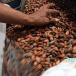 Harga Biji Kakao Turun,Petani di Bulukumba Beralih Tanam Merica