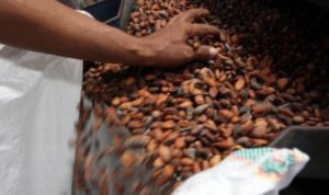 Harga Biji Kakao Turun,Petani di Bulukumba Beralih Tanam Merica