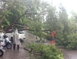 Breaking News: Pohon Tumbang di Bulukumba Timpa Mobil Warga