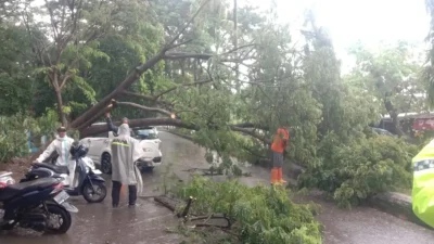Mobil Toyota Rush berwarna putih rusak tertimpa pohon tumbang di Jalan Yos Sudarso, Bulukumba.