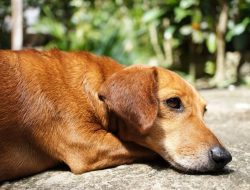 Kasus Pencurian Hewan Peliharaan Resahkan Warga,Pelaku Diduga Gunakan Bius