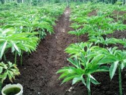 Semakin Diminati Warga Bulukumba, Begini Tips Menanam dan Panen Porang