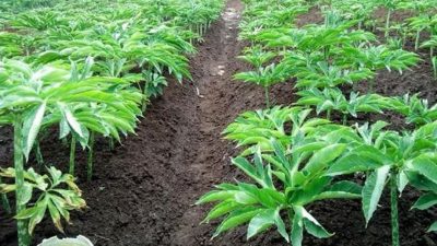 3464 Cara Tanam Porang Tanpa Modal copy 800x541