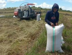 Masuk Musim Panen, Gabah Milik Petani Benteng Palioi Dicuri