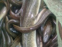 Usai Musim Banjir, Pencari Ikan Sidat di Bulukumba Ketiban Berkah