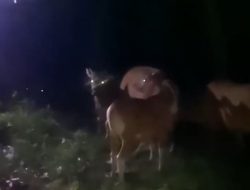 Satreskrim Polres Bulukumba Masih Kejar Pelaku Curnak 