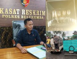 Belasan Sapi Hasil Curian Berhasil Diamankan Satreskrim Polres Bulukumba 