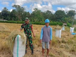 Petani di Bulukumba Mulai Panen, ini Harga Gabah Sekarang