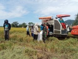 TNI Awasi Pembelian Gabah Petani di Bulukumba