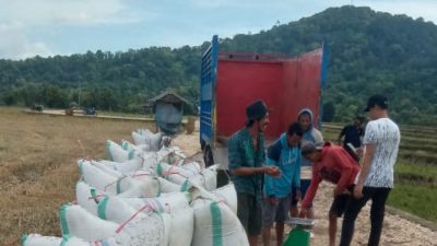 Bulog Bulukumba Tekankan Harga Gabah Petani Rp6.500.00 Perkilogram