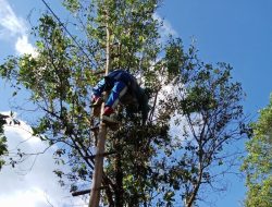 Masuk Musim Panen, Harga Cengkeh Malah Anjlok